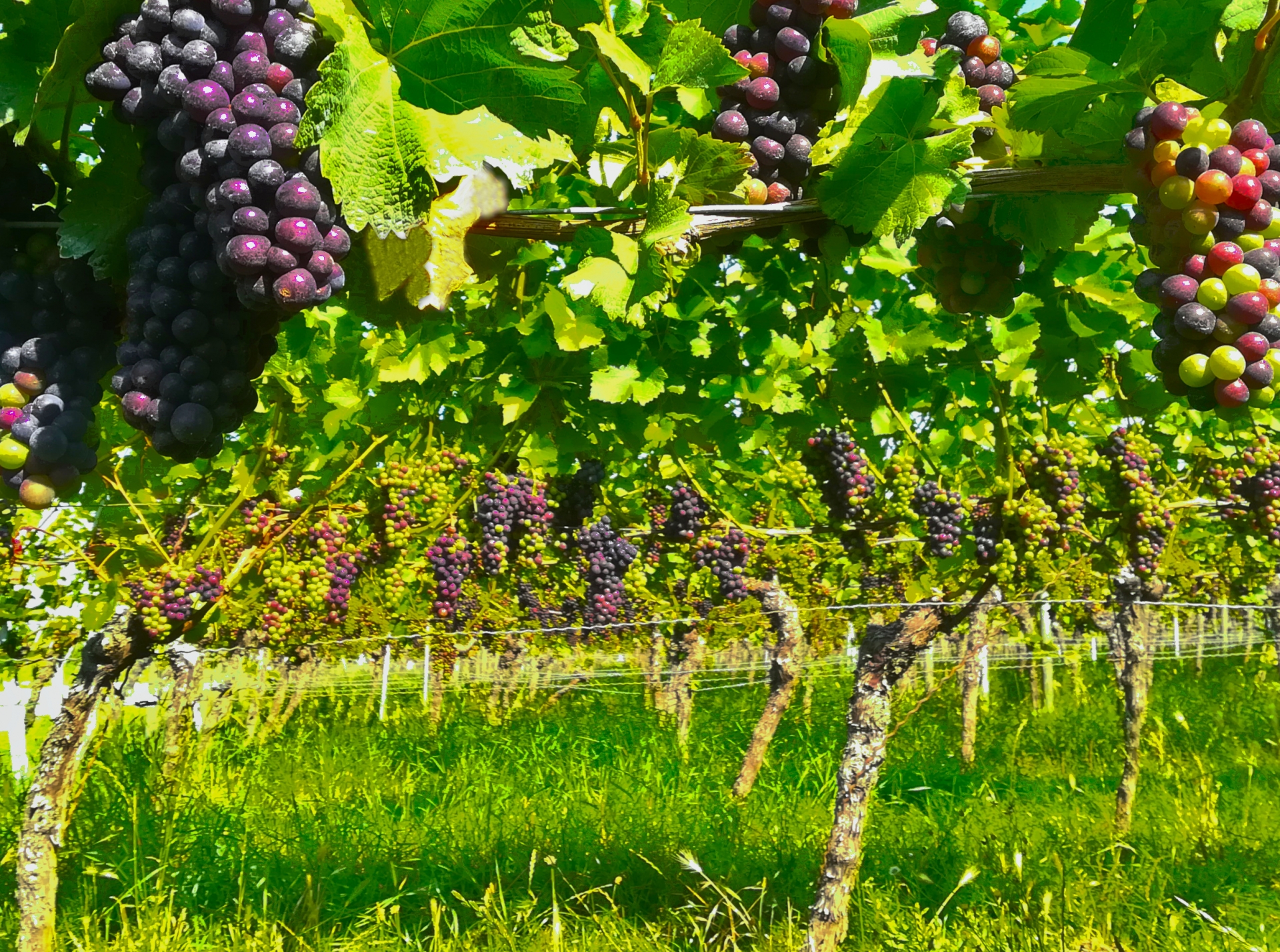 まーぶるファーム(架空のサイト)